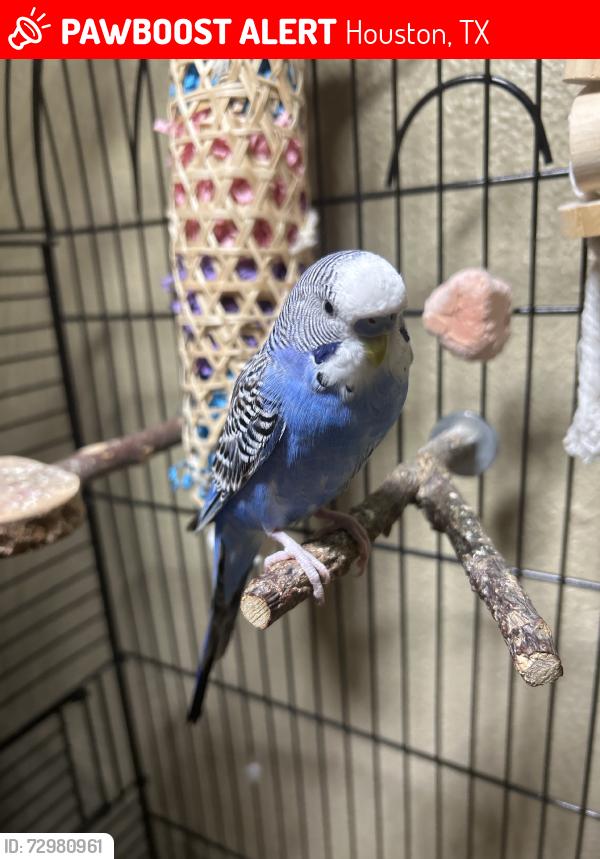 Lost Male Bird last seen Japonica & Redwood, Houston, TX 77087