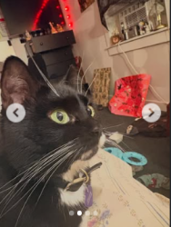 Reunited Female Cat last seen Near n oolitic dr Bloomington indiana  , Bloomington, IN 47404