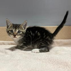 Shelter Stray Male Cat last seen , 2951 S 1st St, Cabot, AR 72023, USA
