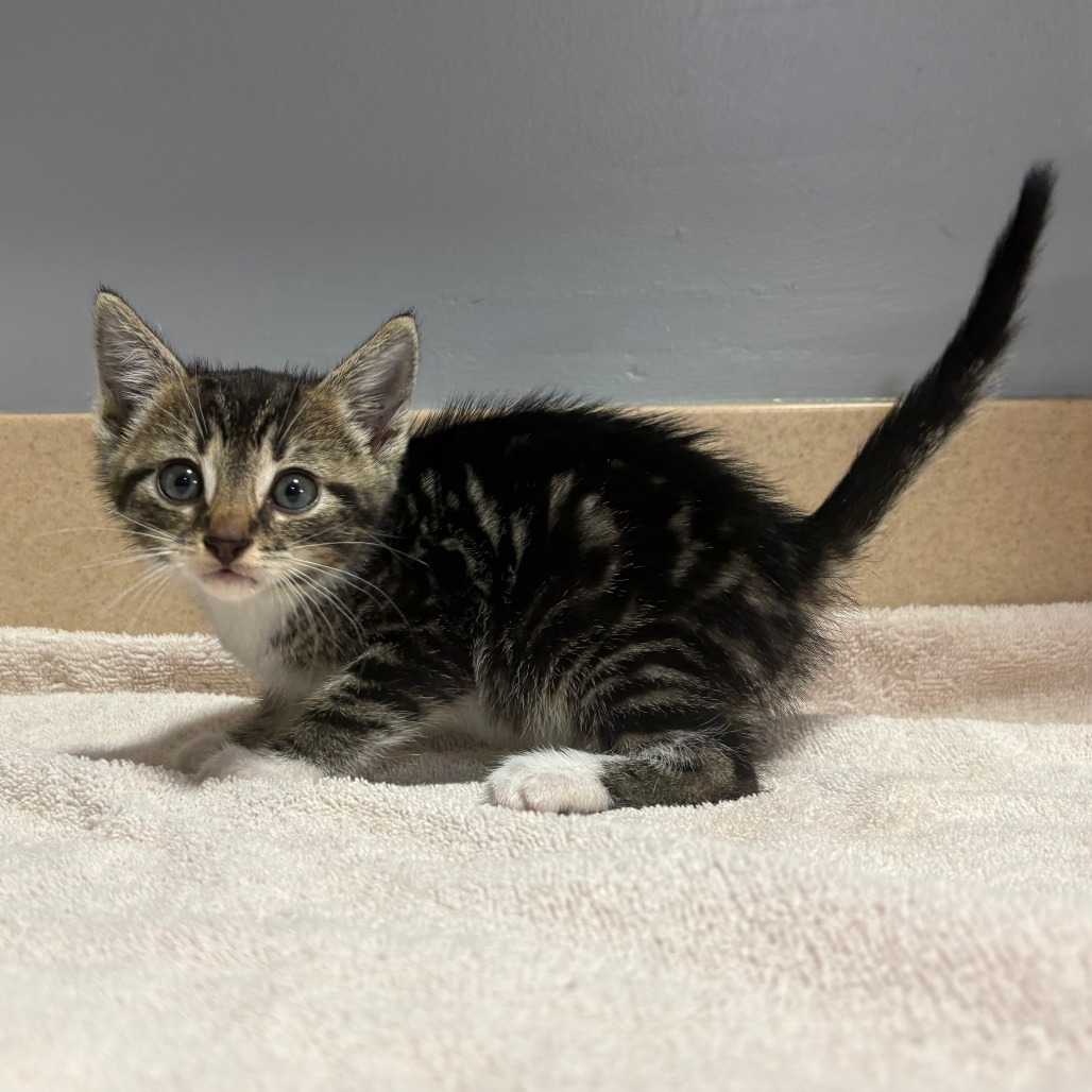 Shelter Stray Male Cat last seen , 2951 S 1st St, Cabot, AR 72023, USA