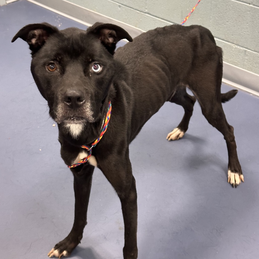 Shelter Stray Male Dog last seen , 4525 W Wendover Ave, Greensboro, NC 27409, USA