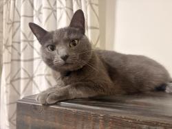 Reunited Female Cat last seen Sadler rd , Innsbrook, VA 23060