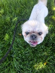 Reunited Female Dog last seen Bonnie Dell Dr, South Park Township, PA 15129