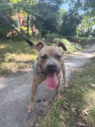Found/Stray Male Dog last seen Canopy at Ginter park, Richmond, VA 23222