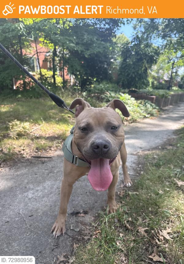 Found/Stray Male Dog last seen Canopy at Ginter park, Richmond, VA 23222