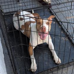 Shelter Stray Female Dog last seen , Philadelphia, PA 19140