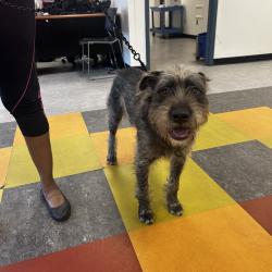 Shelter Stray Male Dog last seen , Philadelphia, PA 19140