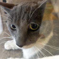 Shelter Stray Male Cat last seen , Philadelphia, PA 19140