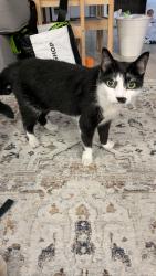 Reunited Female Cat last seen Saunders Street between 66th Ave and 67th Ave , Queens, NY 11374