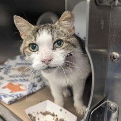 Shelter Stray Male Cat last seen , 328 Furman Hall Rd, Greenville, SC 29609, USA
