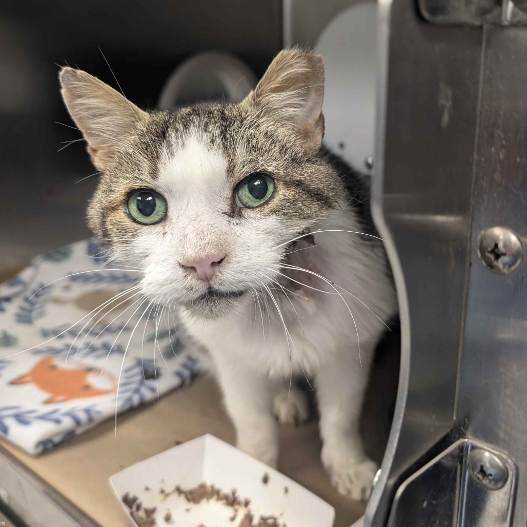 Shelter Stray Male Cat last seen , 328 Furman Hall Rd, Greenville, SC 29609, USA