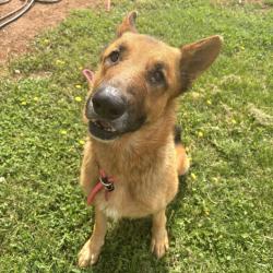 Shelter Stray Male Dog last seen , 328 Furman Hall Rd, Greenville, SC 29609, USA