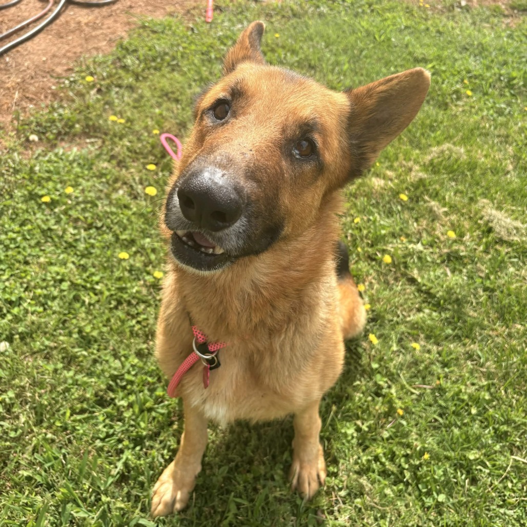 Shelter Stray Male Dog last seen , 328 Furman Hall Rd, Greenville, SC 29609, USA