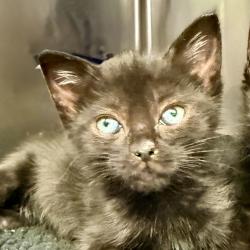 Shelter Stray Female Cat last seen , 4575 E Mesquite Ave, Palm Springs, CA 92264, USA