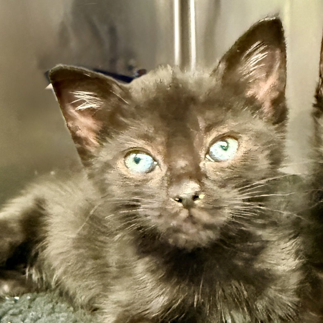 Shelter Stray Female Cat last seen , 4575 E Mesquite Ave, Palm Springs, CA 92264, USA