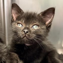 Shelter Stray Female Cat last seen , 4575 E Mesquite Ave, Palm Springs, CA 92264, USA