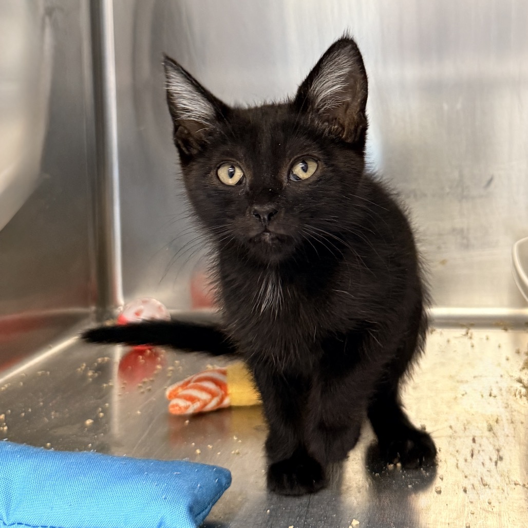 Shelter Stray Female Cat last seen , 4575 E Mesquite Ave, Palm Springs, CA 92264, USA