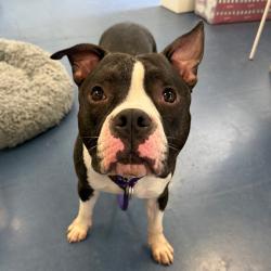 Shelter Stray Male Dog last seen , 3612 11th Ave, Los Angeles, CA 90018, USA