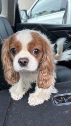 Reunited Unknown Dog last seen Oak street , Gainesville, GA 30501