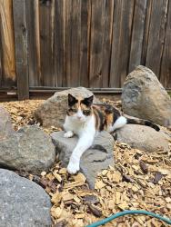 Lost Female Cat last seen Veterans and Geiger grade, Reno, NV 89521