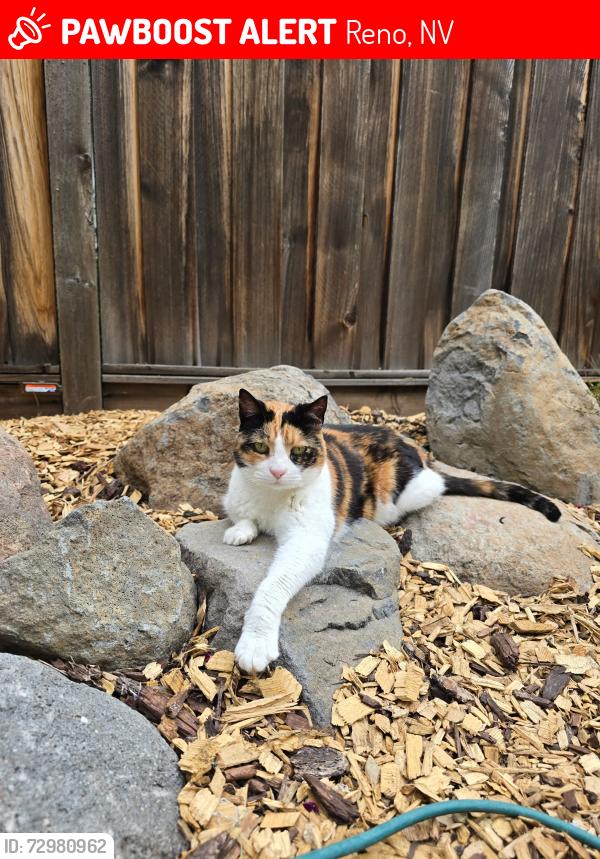 Lost Female Cat last seen Veterans and Geiger grade, Reno, NV 89521