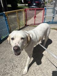 Reunited Female Dog last seen Merrick road, Baldwin, NY 11510
