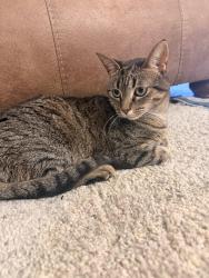 Reunited Female Cat last seen Diamond Park apmts, Santa Clarita, CA 91387