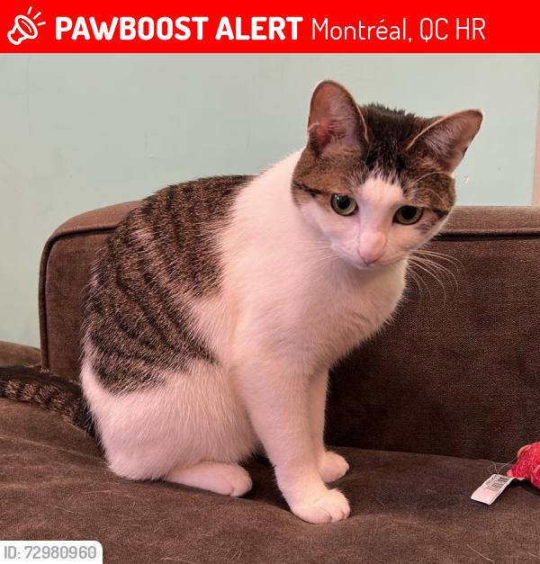 Lost Female Cat last seen Rue Gounod, Montréal, QC H2R
