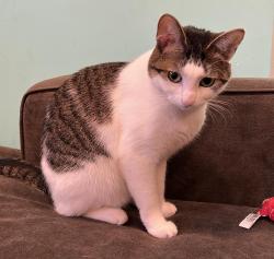 Lost Female Cat last seen Rue Gounod, Montréal, QC H2R