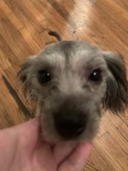 Found/Stray Female Dog last seen She was found in the street by fire station 22, Tulsa, OK 74112