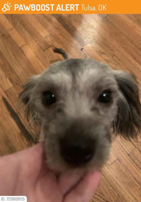 Found/Stray Female Dog last seen She was found in the street by fire station 22, Tulsa, OK 74112