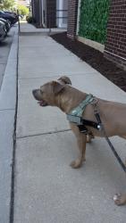 Found/Stray Male Dog last seen Canopy at Ginter park, Richmond, VA 23227