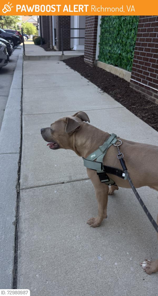 Found/Stray Male Dog last seen Canopy at Ginter park, Richmond, VA 23227