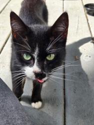 Found/Stray Female Cat last seen Scott Lake and Elizabeth Lake, Waterford Township, MI 48328