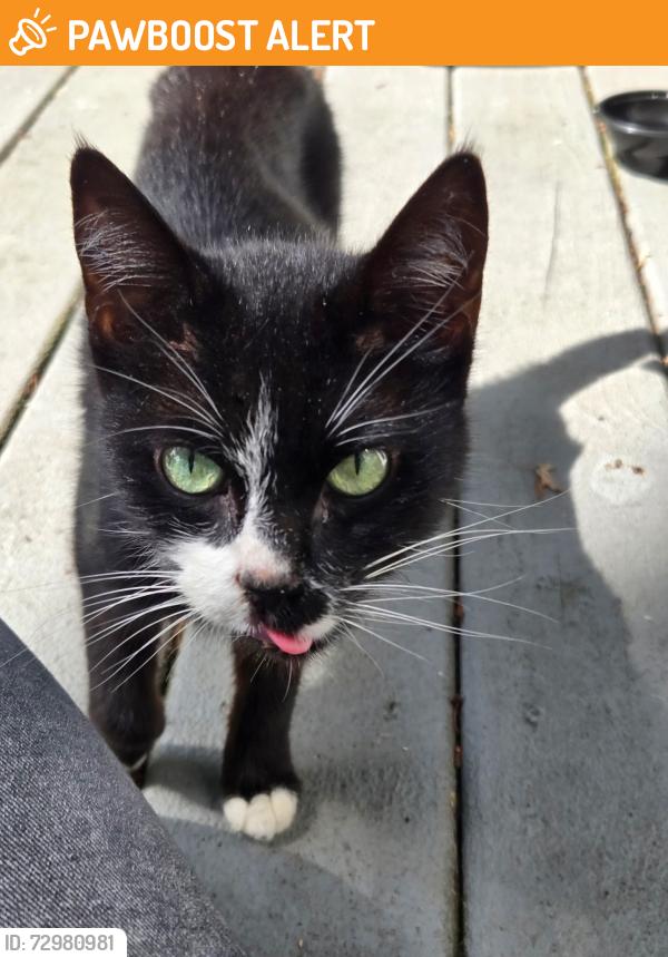 Found/Stray Female Cat last seen Scott Lake and Elizabeth Lake, Waterford Township, MI 48328