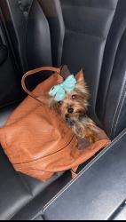 Lost Male Dog last seen  by Los Compadres on Sam Houston in Pharr, Pharr, TX 78577