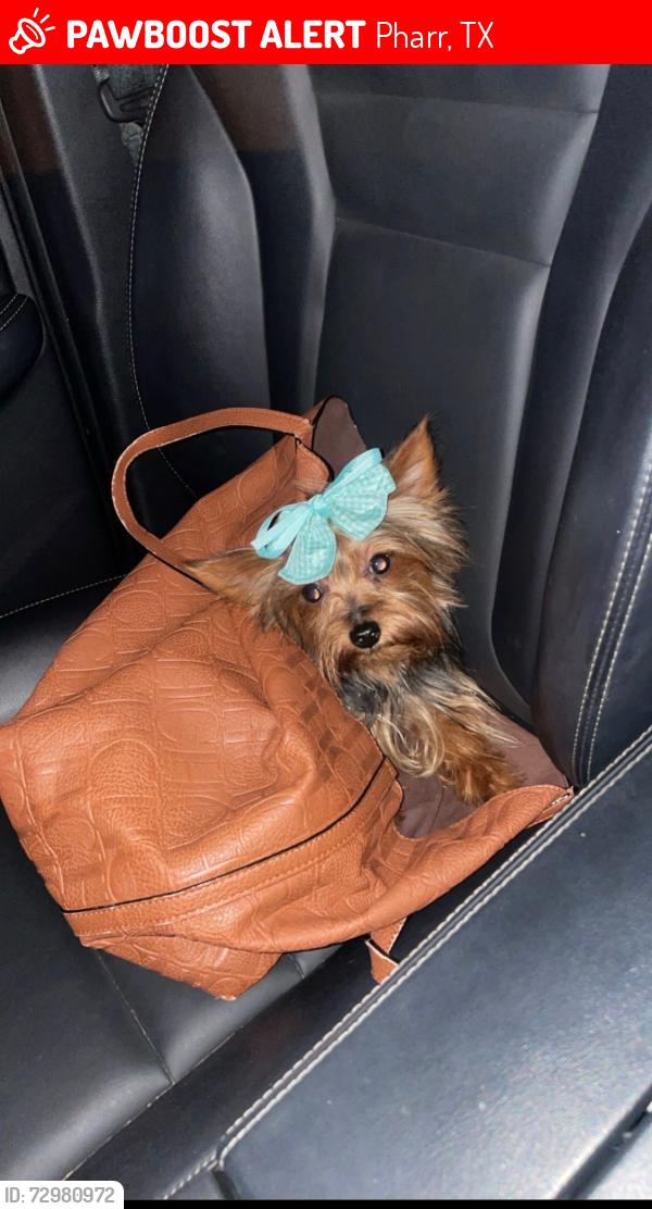 Lost Male Dog last seen  by Los Compadres on Sam Houston in Pharr, Pharr, TX 78577