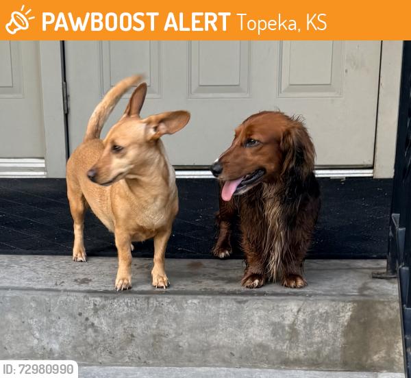 Found/Stray Female Cat last seen Arrowhead and Maupin Lane, Topeka, KS 66614