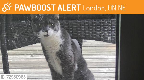 Found/Stray Male Cat last seen Jalna and Stroud Crescent, London, ON N6E
