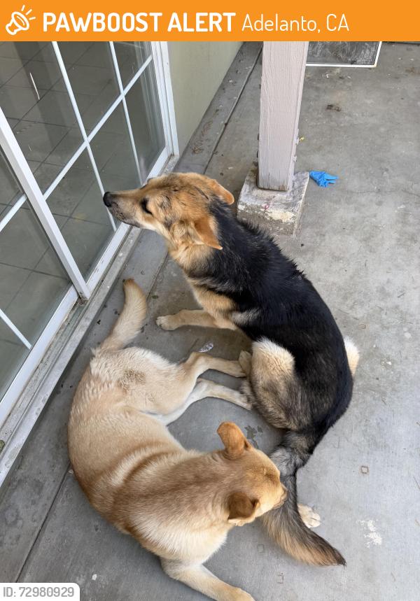 Found/Stray Male Dog last seen Near hill way, Adelanto, CA 92301