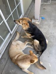Found/Stray Male Dog last seen Near hill way, Adelanto, CA 92301