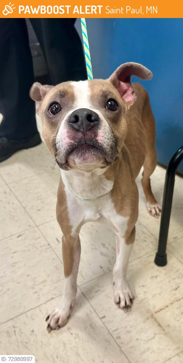 Found/Stray Male Dog last seen 3rd and Johnson Pkwy, Saint Paul, MN 55106