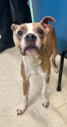 Found/Stray Male Dog last seen 3rd and Johnson Pkwy, Saint Paul, MN 55106