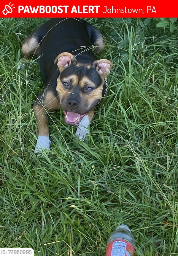Lost Female Dog last seen Family dollar , Johnstown, PA 15902