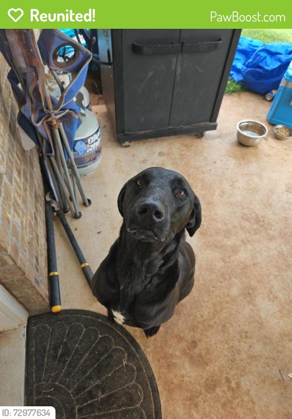 Reunited Unknown Dog last seen Penn, charter oak, waterloo, Edmond, OK 73025
