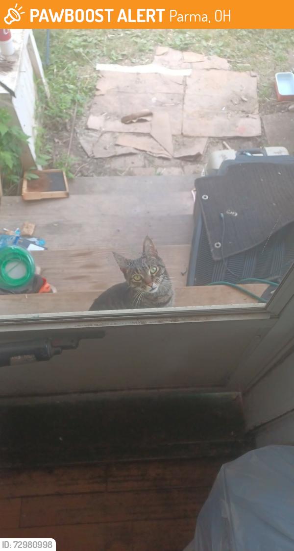 Found/Stray Female Cat last seen State and 54th, Parma, OH 44134