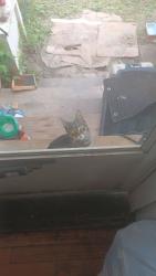 Found/Stray Female Cat last seen State and 54th, Parma, OH 44134