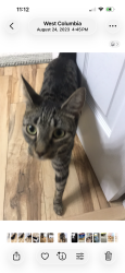 Reunited Male Cat last seen Lexington Medical center, West Columbia, SC 29169