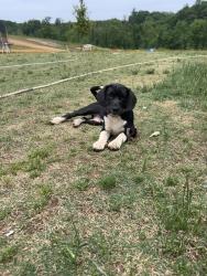 Lost Female Dog last seen County Road 436, Cullman, AL 35056