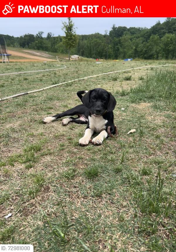 Lost Female Dog last seen County Road 436, Cullman, AL 35056